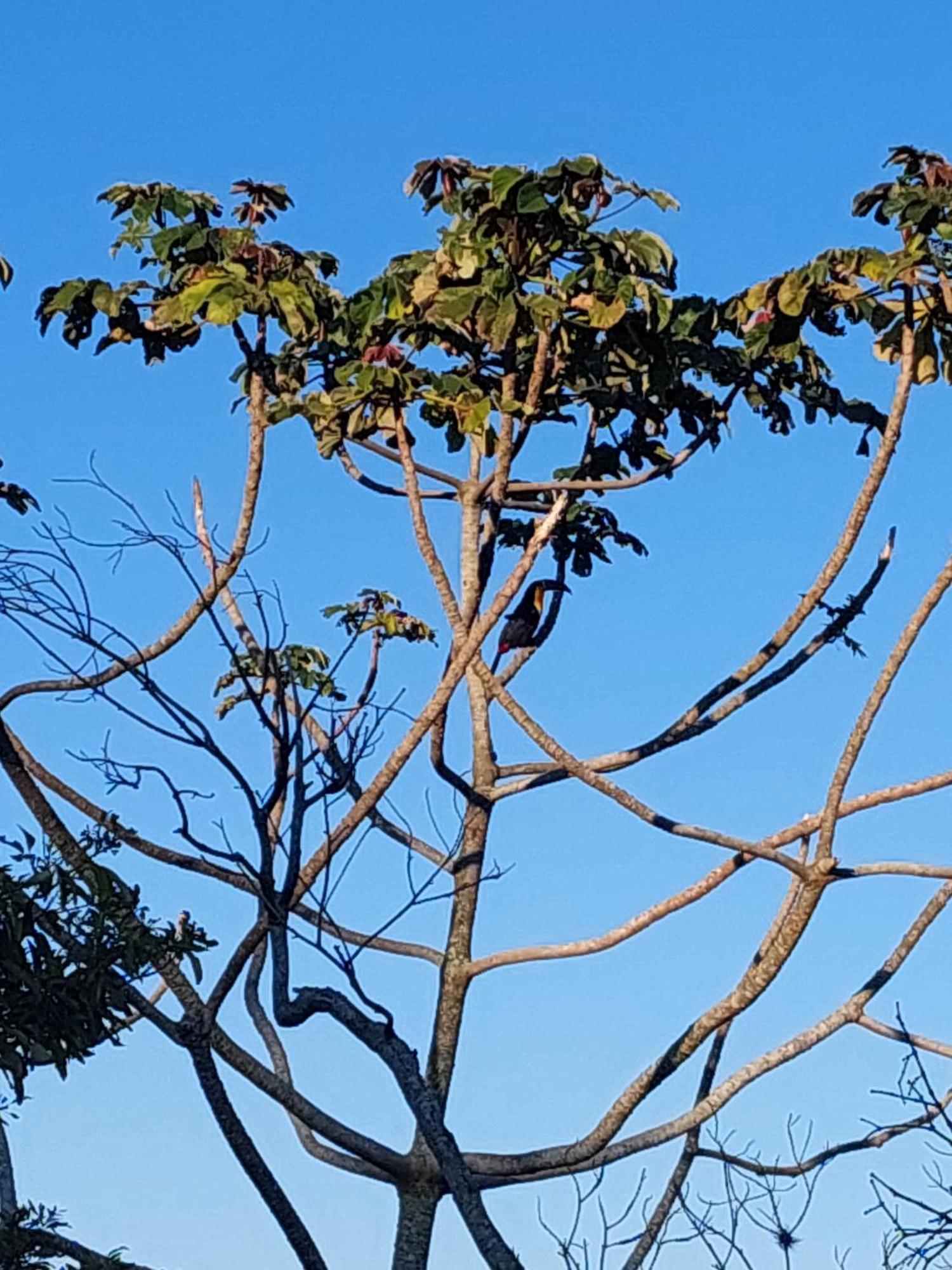 Chale Com Piscina Ξενοδοχείο Florianópolis Εξωτερικό φωτογραφία